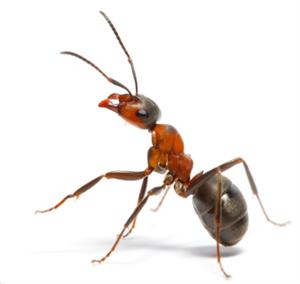 Pest Control Ant