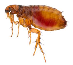 Pest Control Flea