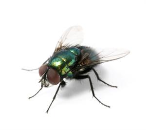 Pest Control Fly