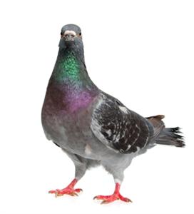 Pest Control Pigeon