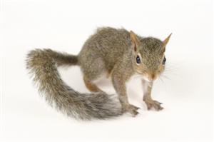 Pest Control Squirrel