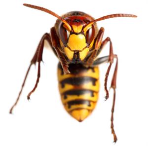 Pest Control Wasp